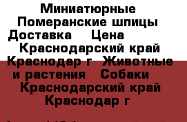 Миниатюрные, Померанские шпицы. Доставка. › Цена ­ 30 000 - Краснодарский край, Краснодар г. Животные и растения » Собаки   . Краснодарский край,Краснодар г.